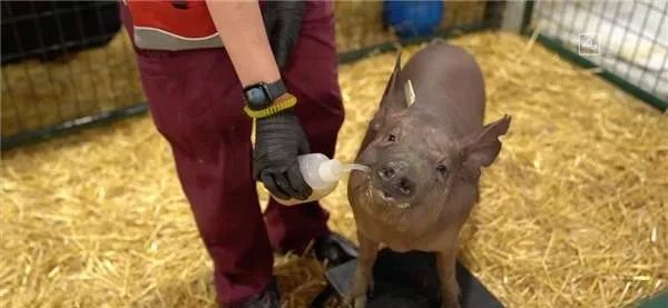 马斯克用活猪演示脑机技术，以后用到人身上有何用途？