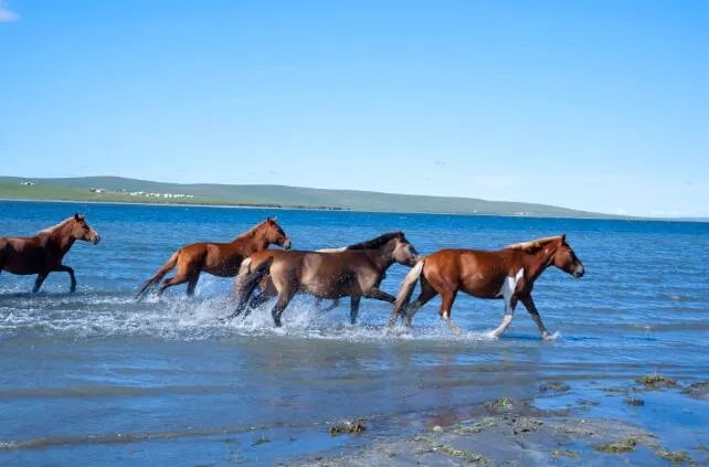 属马2020年运势及运程 属马人2020年全年每月运程