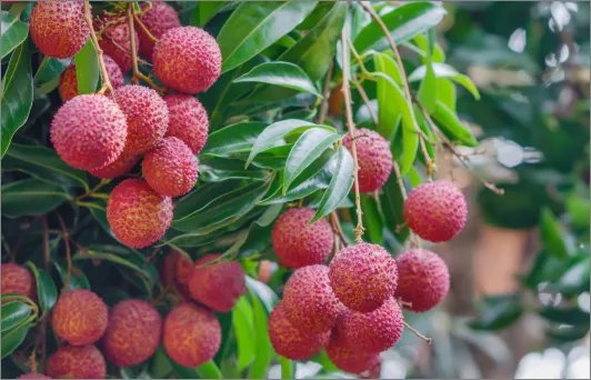 为什么儿童不宜多吃荔枝？