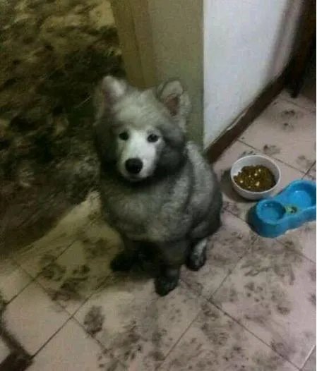 萨摩耶到底有多蠢？