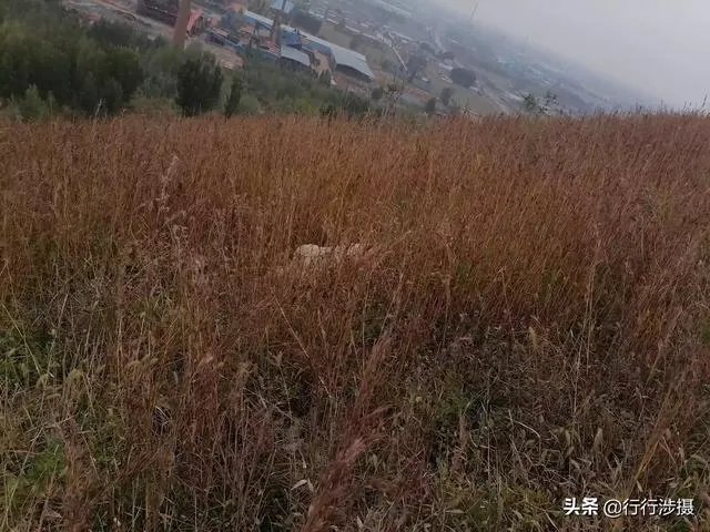 摩托车雅马哈春风川崎一万五左右，什么街机摩托车性价比高？