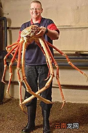 巨型帝王蟹都有哪些种类