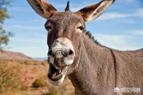 农村俗语“驴子骑着不走赶着倒退”是什么意思?