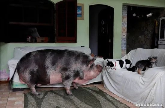 女子的迷你宠物猪养成500斤大肥猪 虽然被骗但继续养了下去