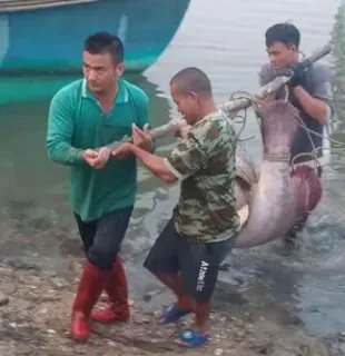 湛江渔民捕获一条大鱼，3男子合力才勉强抬上岸，捕鱼时要注意哪些事项？