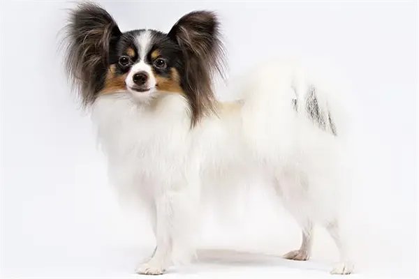 十大最护主的狗，中华田园犬上榜，第九一生只认一个主人