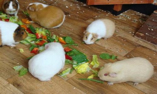 在哪里可以看NBA每周的高清十佳球视频？