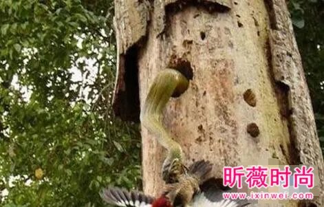 啄木鸟大战3米长毒蛇 下一幕轰动世界（图）