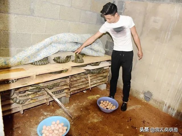 蛇类养殖如何避免蛇吃蛇?