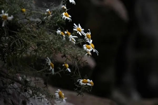 悬崖峭壁上太行菊怒放，太行菊是一种什么植物？