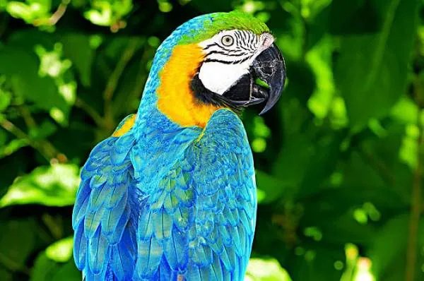 大学生仅售卖两只鹦鹉，为何会在一审中获刑6年？