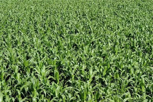 网传专家脚踩地毯走在贵阳玉米地里惹争议,此事反映出了哪些问题?