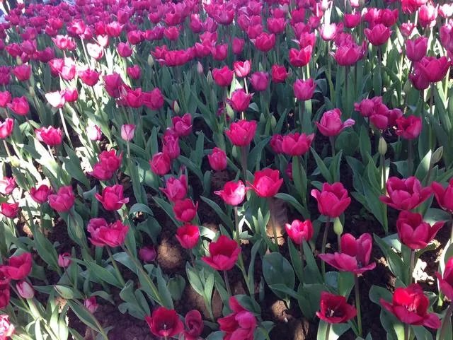 上海奉贤区东端这个镇