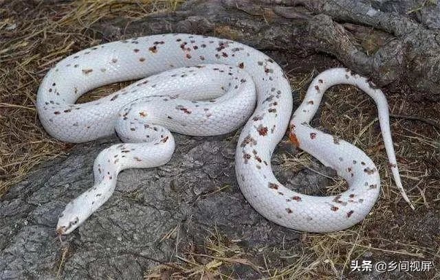 蛇类养殖如何避免蛇吃蛇?