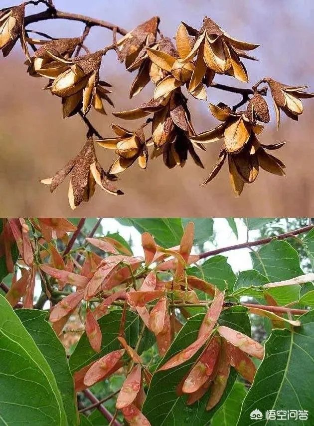 春芽树和香椿的区别