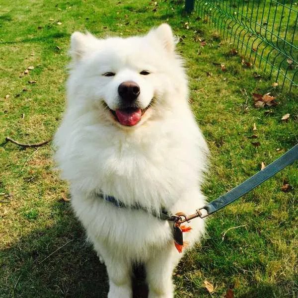 萨摩耶到底有多蠢？