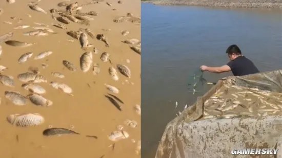 鄱阳湖上万斤搁浅鱼 20多人自费开车送鱼到赣江