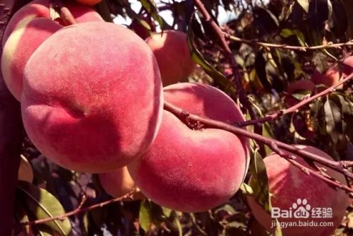 毛桃苗新品种哪个好?