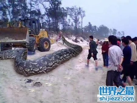 挖掘机挖出16米长巨蛇，权威揭秘真相(图) 