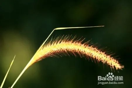 狗尾巴草编戒指教程