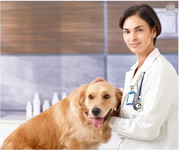 怎么考兽医资格证