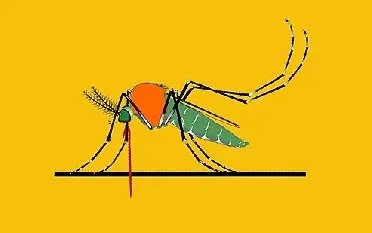 日本借鉴蚊子叮咬研发“无痛注射针”