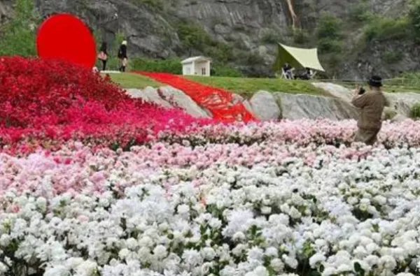 杭州一男子花费近30万摆花海求婚，你见过最豪华的求婚是什么？