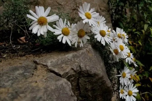 悬崖峭壁上太行菊怒放,太行菊是一种什么植物?