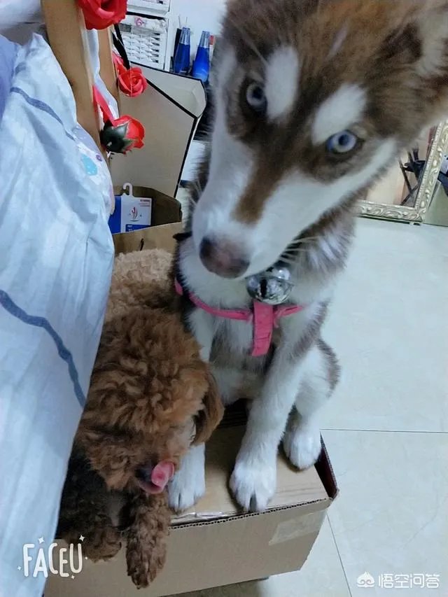 为什么我们看见小猫小狗时潜意识里就有一种想去摸它们的想法？