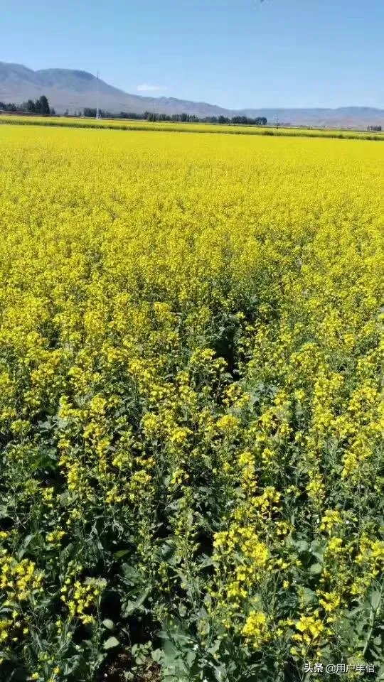 上海奉贤区东端这个镇