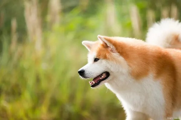 美系秋田犬是怎么来的？和日系秋田有哪些区别？