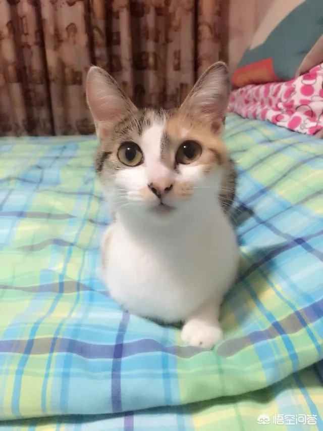 如何看待“给每个员工发一只猫，离职的话要退还猫给公司，可以起到稳定团队的作用”这句话？