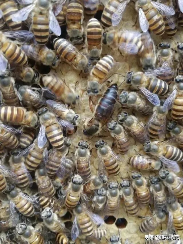 蜜蜂为什么有蜂王还会工蜂产卵？