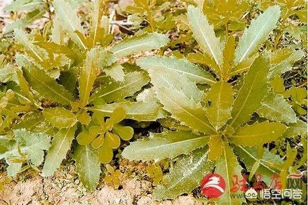 农村田野很多野菜都冒出了头，什么野菜是这个时节比较好采又好吃的？