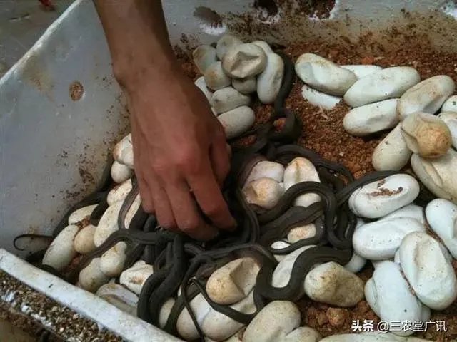 蛇类养殖如何避免蛇吃蛇?