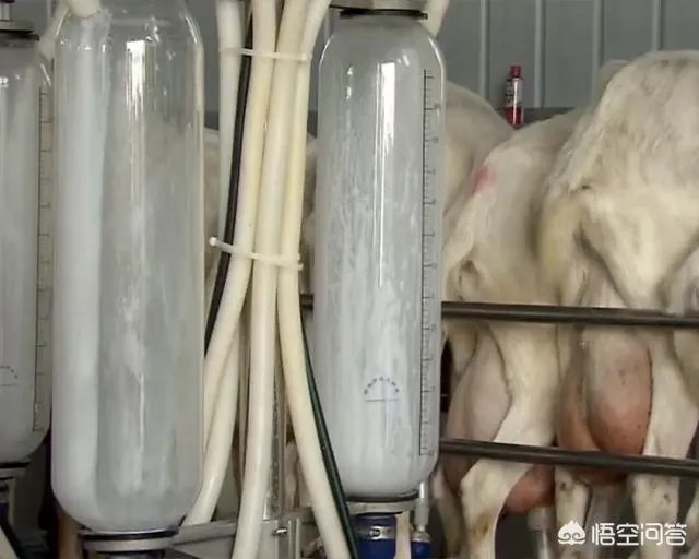 奶山羊怎样提高产量和品质？