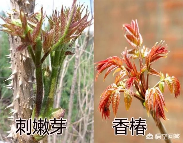 春芽树和香椿的区别
