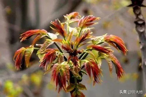 春芽树和香椿的区别