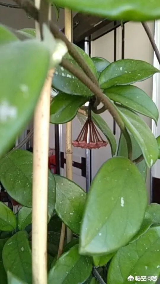 下图这是什么花？