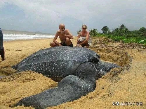 1965年黄河巨鳖事件是不是真实的？有何依据？