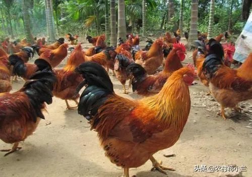 两家土鸡养殖场能挨在一起吗？