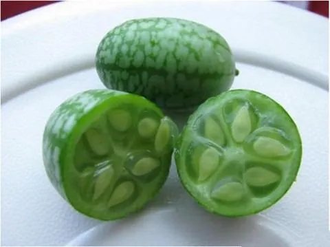 世界上最小的西瓜在哪里?