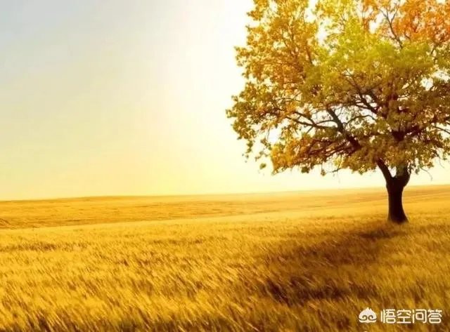 上联:金鸡报晓天将明,如何对下联?