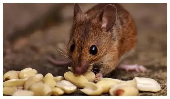 老鼠窝挖到20斤花生，网友：老鼠一夜破产！老鼠也会提前藏食物吗？