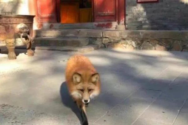 小狐狸频繁现身北京潭柘寺,它究竟是从何而来的?