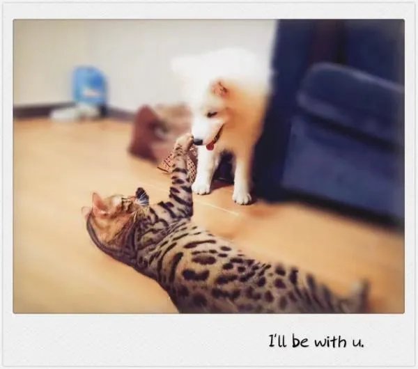 萨摩耶到底有多蠢？