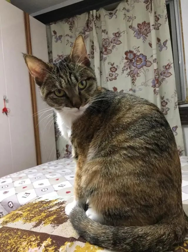 当你的猫或者狗狗去世之后，你还会再养吗？