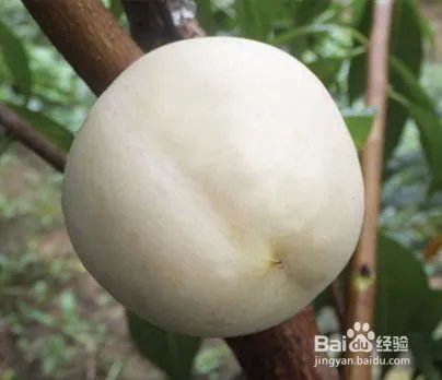 毛桃苗新品种哪个好?