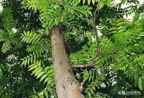 春芽树和香椿的区别