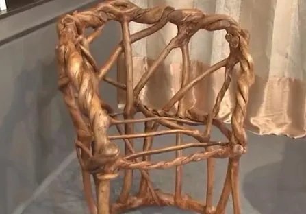 山东小伙用八年种出天然椅子,这样种做有意义吗?